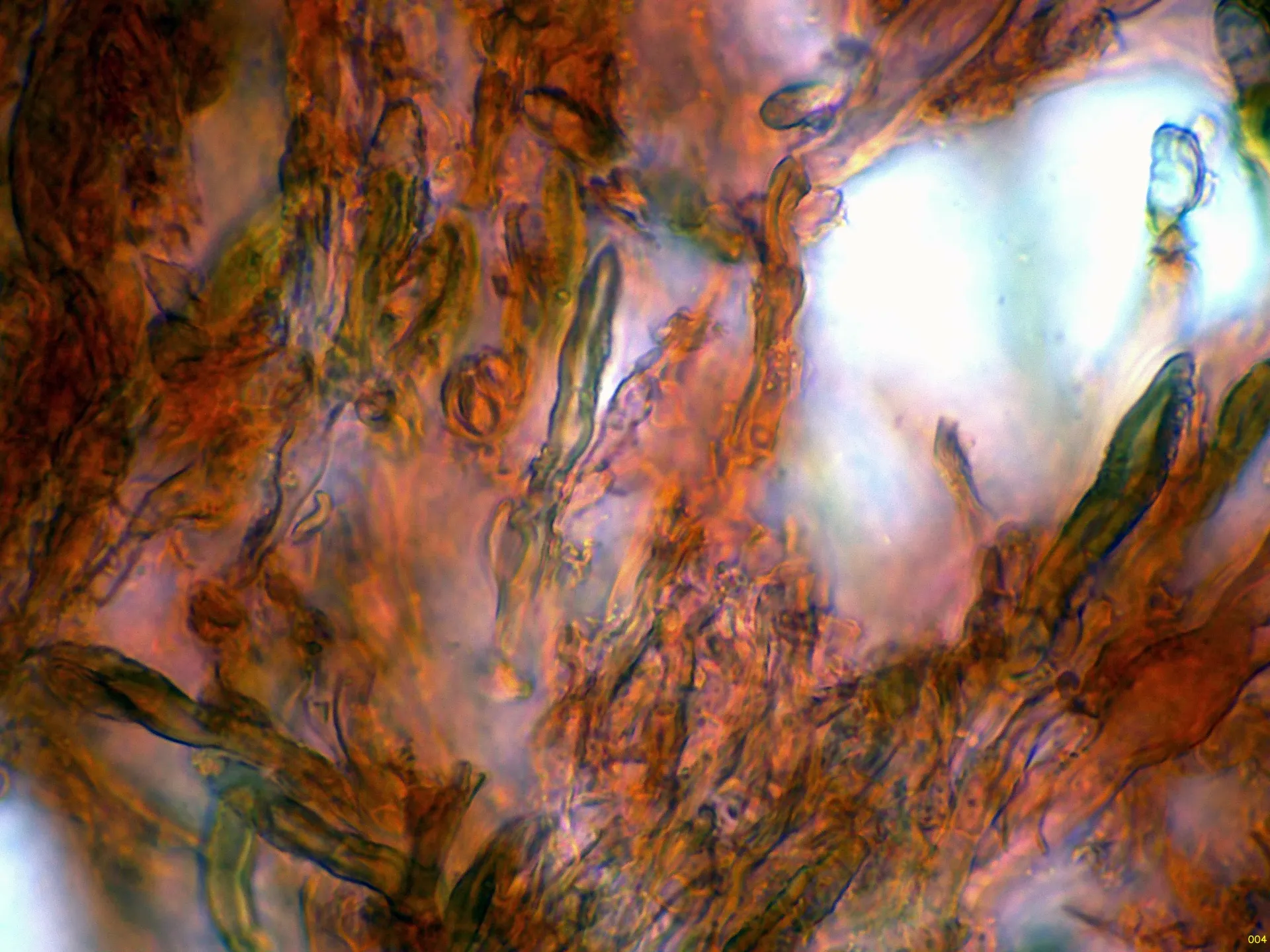 Microscopía de Peniophora halimi - 10 - Cistidios-004